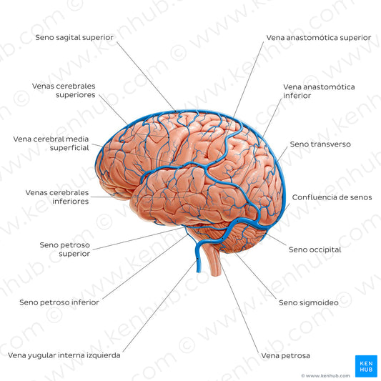 Cerebral veins - Lateral view (Spanish)