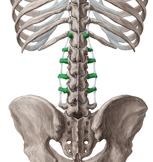 Transverse processes of vertebrae T12-L5 (#8329)