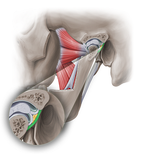 Posterior articular capsule of temporomandibular joint (#18960)