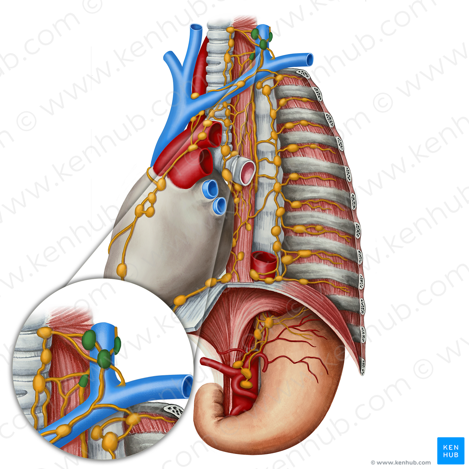 Supraclavicular lymph nodes (#7116)