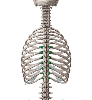 Transverse processes of vertebrae T6-T12 (#8340)