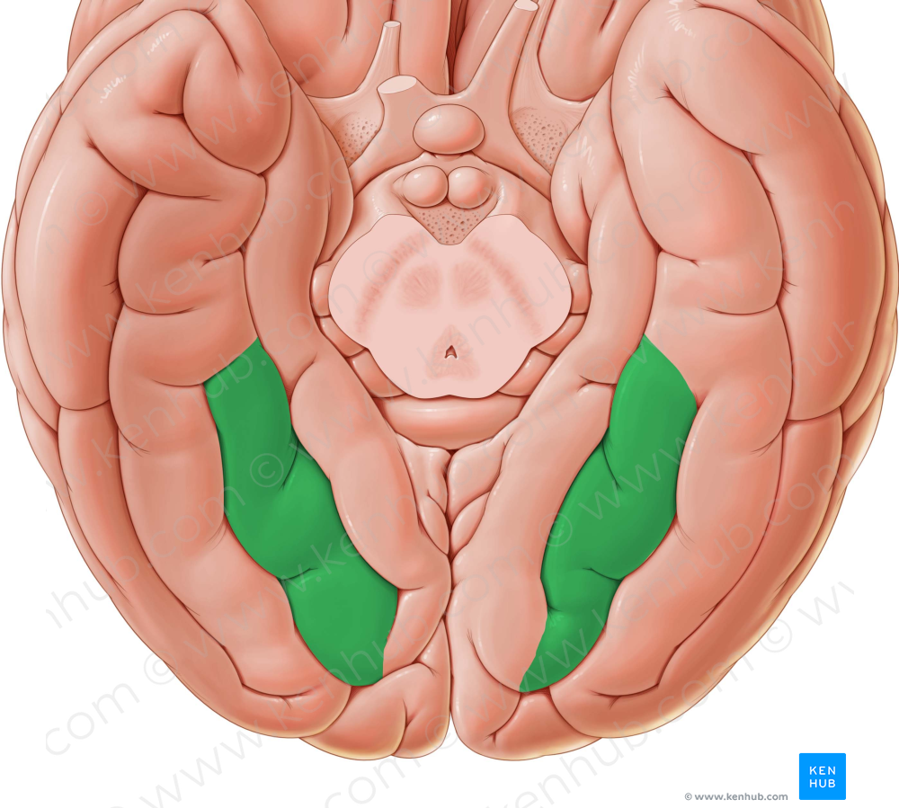 Medial occipitotemporal gyrus (#4189)