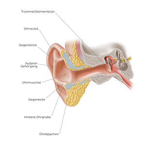 External ear: coronal section (German)