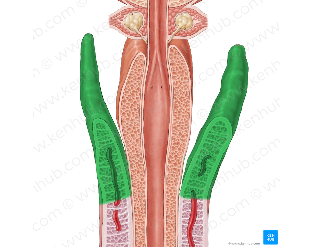 Crus of penis (#3161)