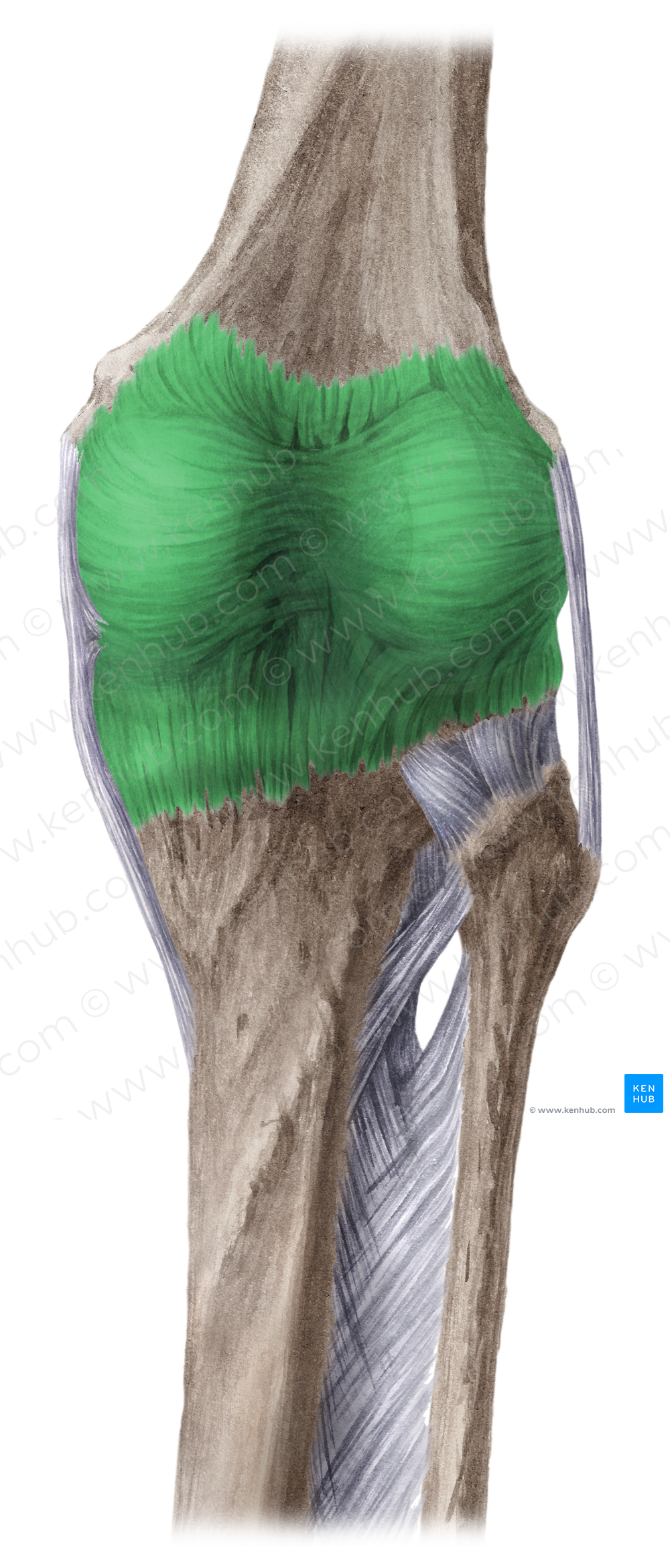 Articular capsule (#2353)