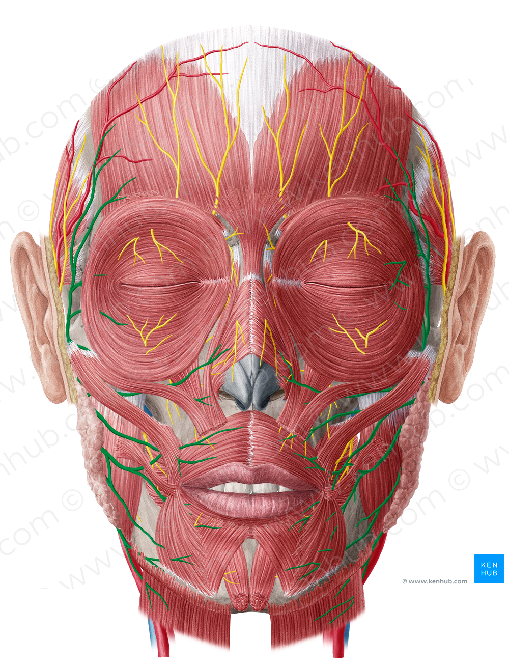 Facial nerve (#6410)