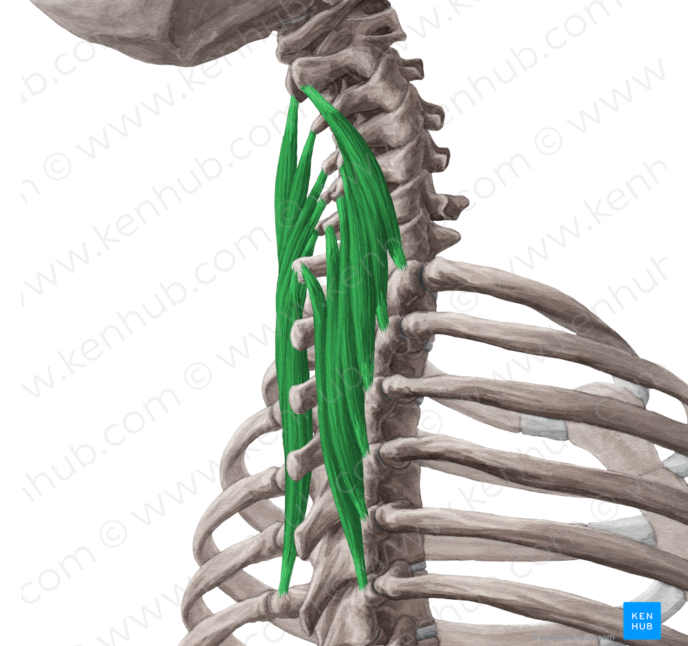 Semispinalis cervicis muscle (#5931)