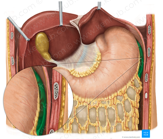 Spleen (#9120)