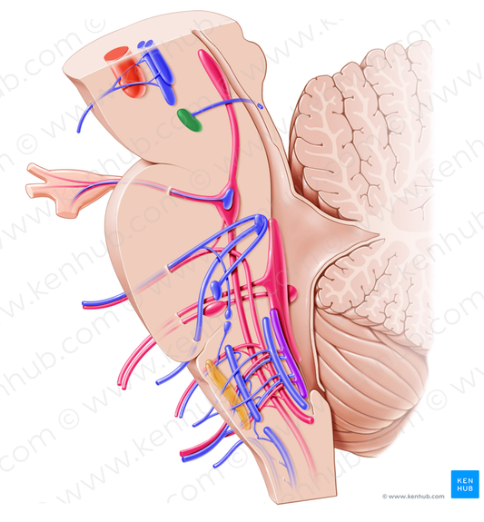 Nucleus of trochlear nerve (#7234)