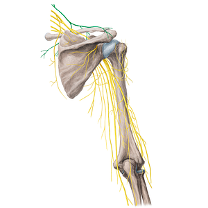 Supraclavicular nerves (#6280)
