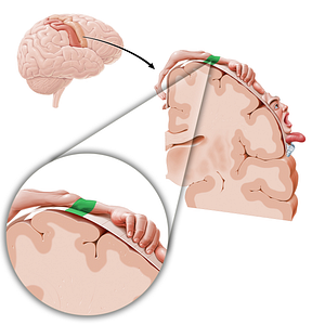 Motor cortex of elbow (#11070)