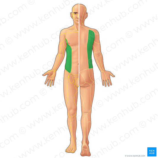 Lateral cutaneous branches of intercostal and subcostal nerves (#21947)