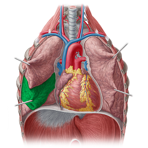 Middle lobe of right lung (#4837)