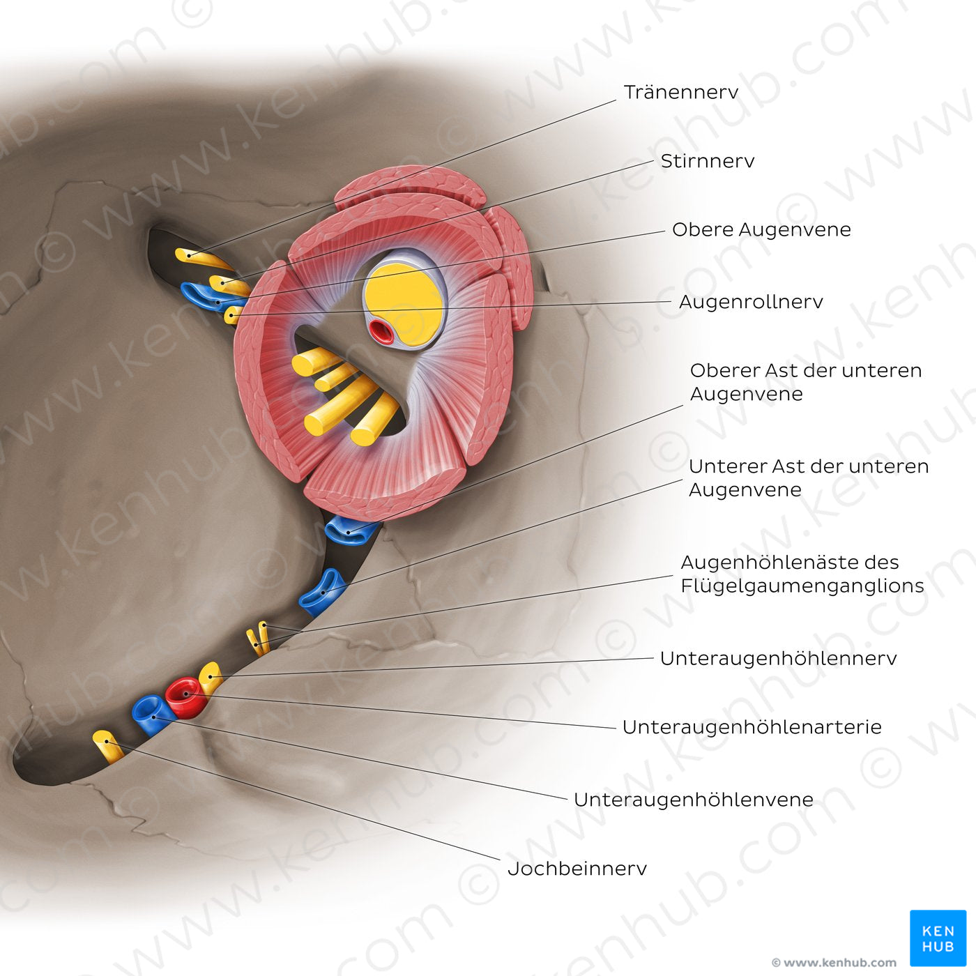 Superior and inferior orbital fissures: Neurovasculature (German)