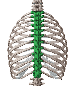 Thoracic vertebrae (#10752)