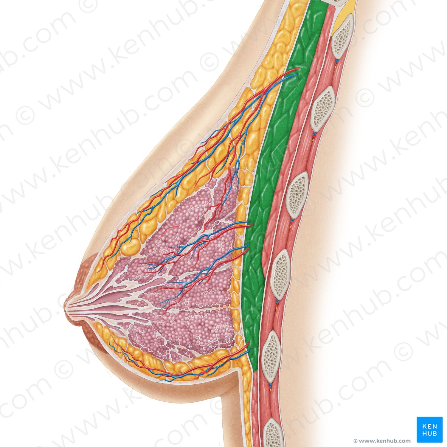 Pectoralis major muscle (#5728)