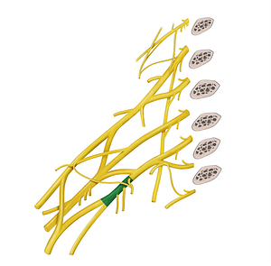 Medial cord of brachial plexus (#3610)