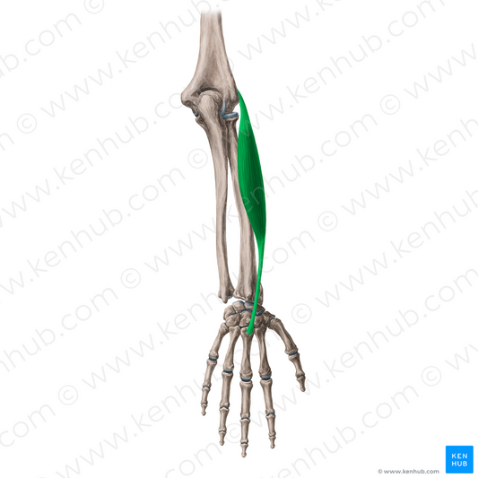 Extensor carpi radialis brevis muscle (#5308)