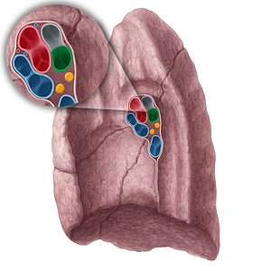 Intermediate bronchus of right lung (#2209)