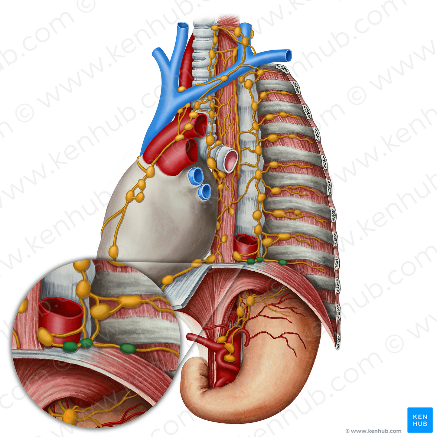 Superior diaphragmatic lymph nodes (#7087)