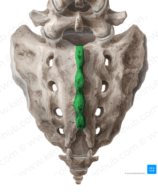 Median sacral crest (#3128)