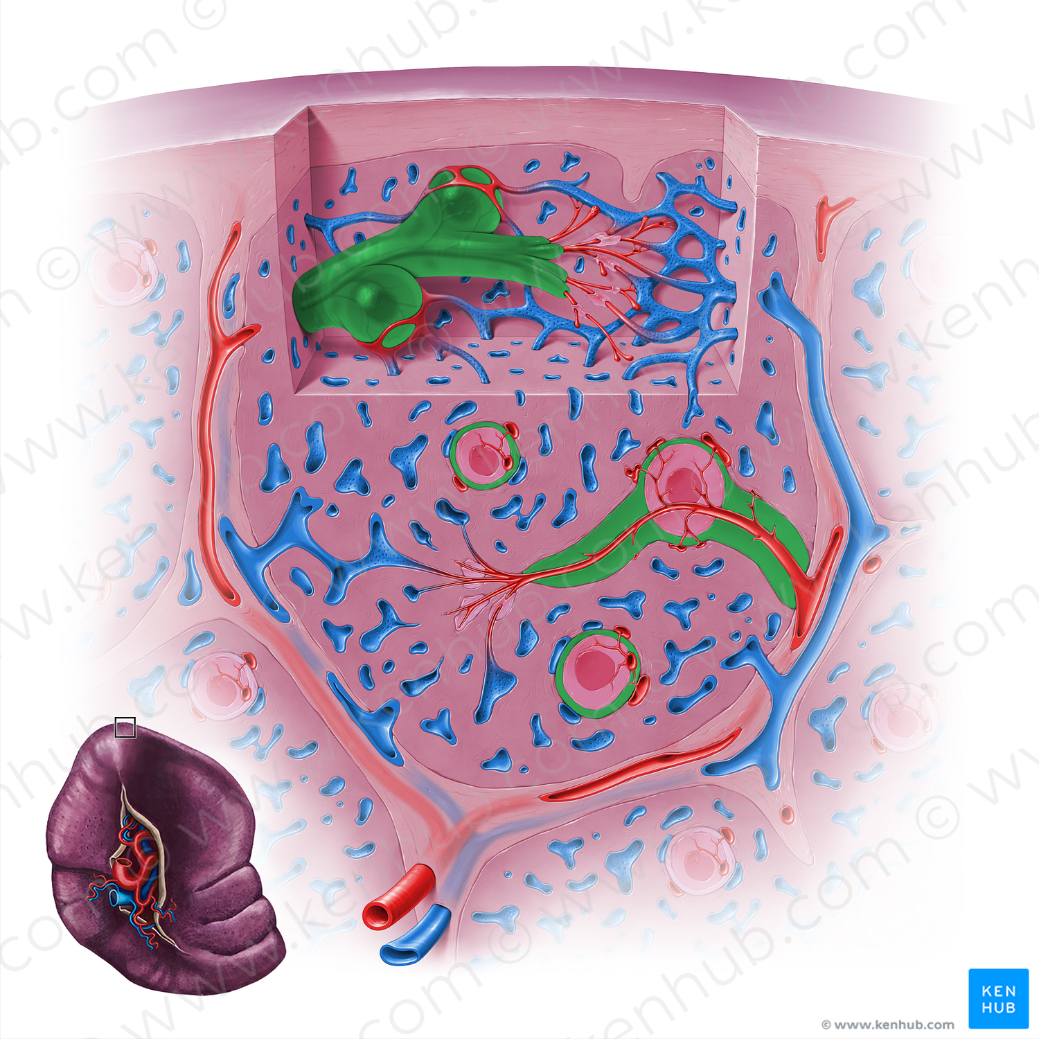 Periarterial lymphoid sheath (#18135)