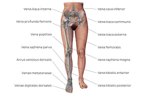 Main veins of the lower limb (Latin)