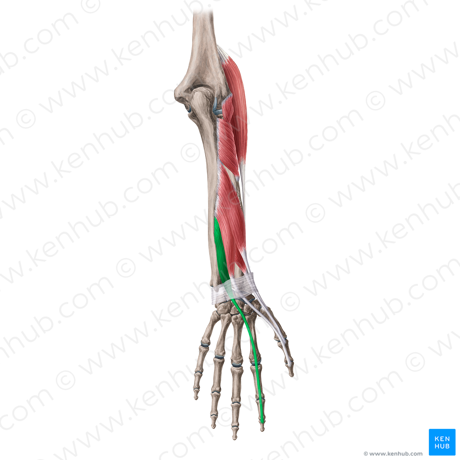 Extensor indicis muscle (#20072)