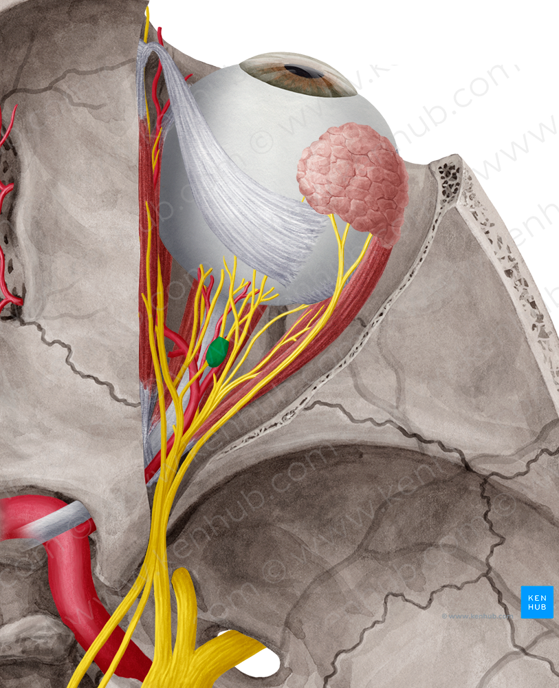 Ciliary ganglion (#3964)