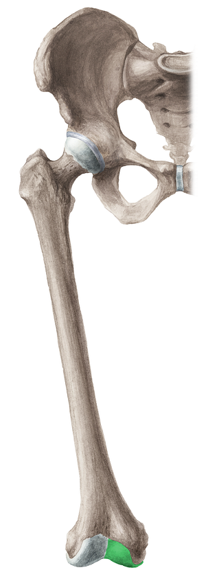 Medial condyle of femur (#16440)