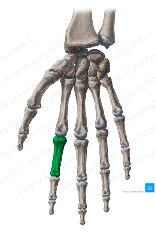 Proximal phalanx of 2nd finger (#7921)