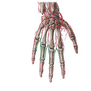 Dorsal digital arteries of hand (#1130)