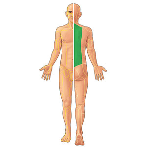 Posterior rami of spinal nerves T1-T12 (#21935)