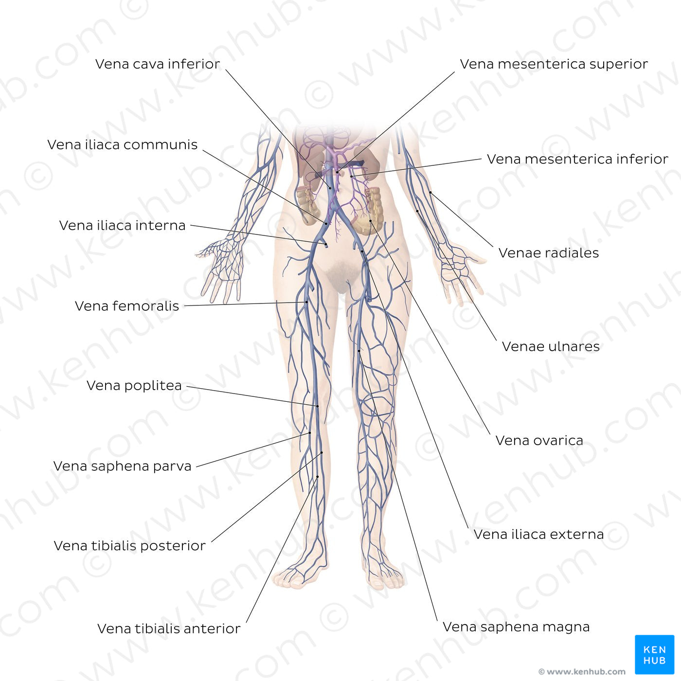 Cardiovascular system: Veins of the lower part of the body (Latin)