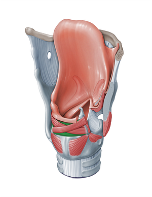 Transverse arytenoid muscle (#18333)