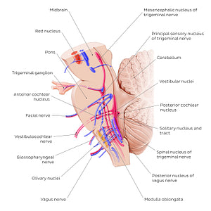 Cranial nerve nuclei - sagittal view (afferent) (English)
