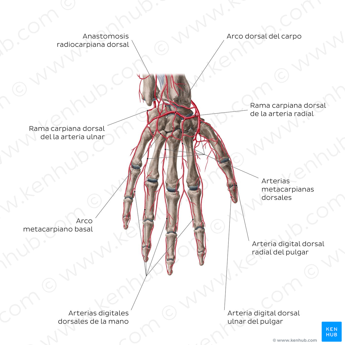 Arteries of the hand: Dorsal view (Spanish)