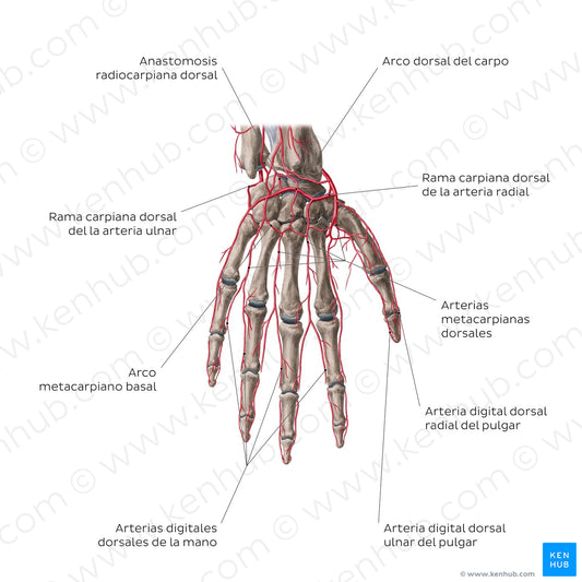 Arteries of the hand: Dorsal view (Spanish)