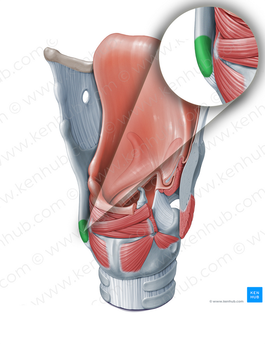 Inferior horn of thyroid cartilage (#18312)