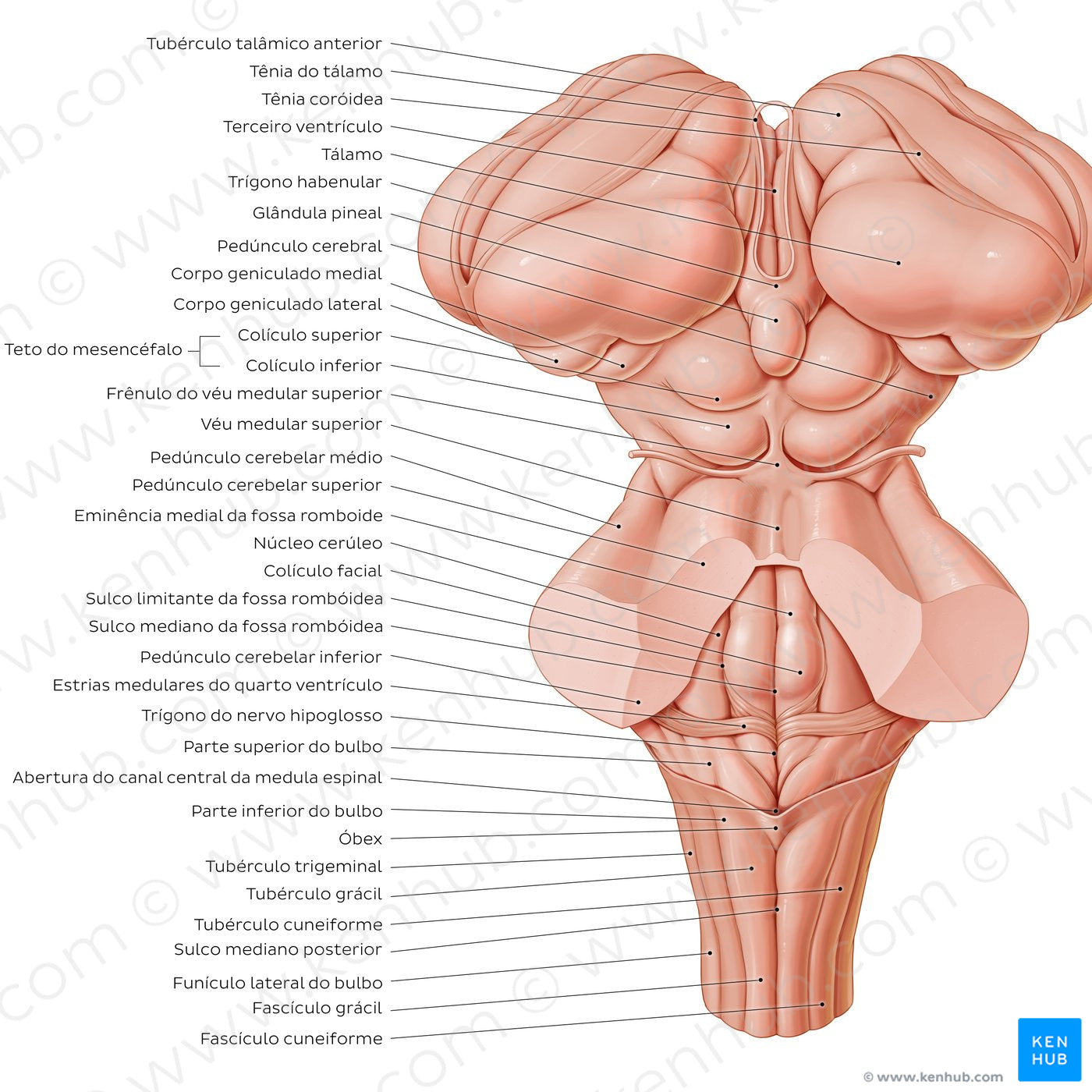 Surface anatomy of the brainstem (Portuguese)