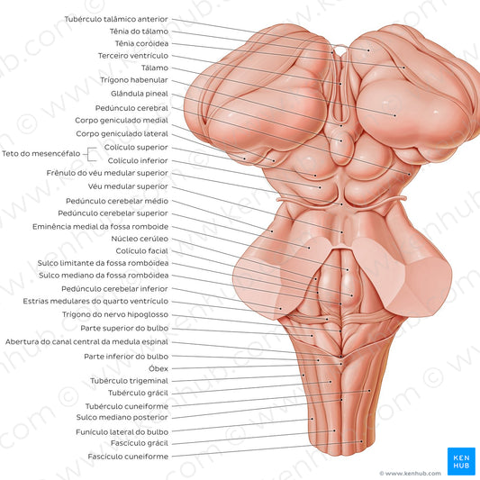 Surface anatomy of the brainstem (Portuguese)