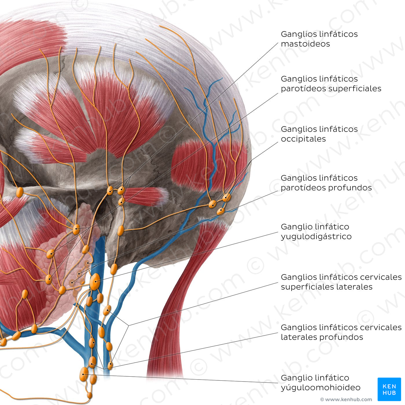 Lymphatics of the neck (Lateral) (Spanish)