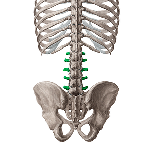 Transverse processes of vertebrae L1-L5 (#8324)