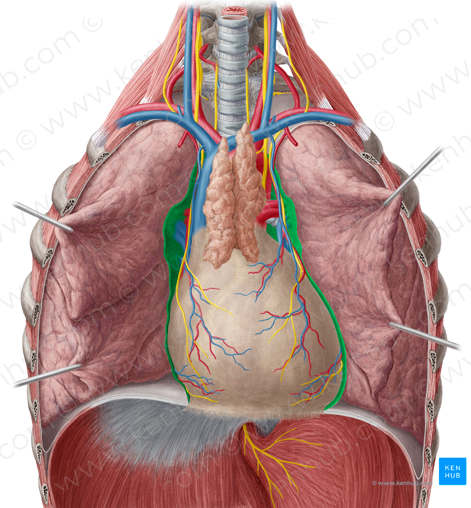 Mediastinal part of parietal pleura (#7732)