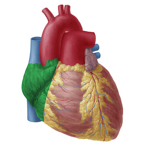 Right atrium of heart (#19739)