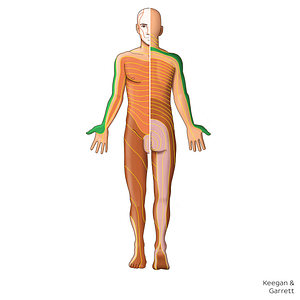 C6 dermatome (#20887)