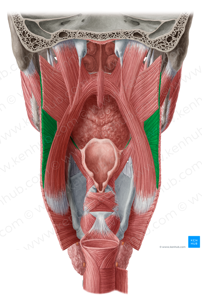 Middle pharyngeal constrictor muscle (#5264)