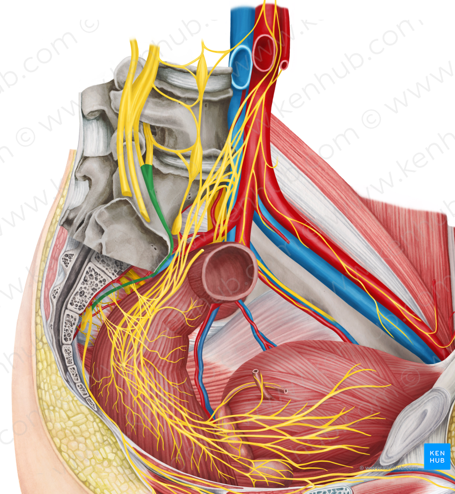 Lumbosacral trunk (#9625)