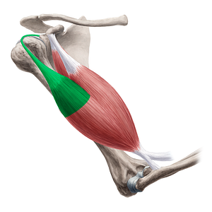 Long head of biceps brachii muscle (#2404)