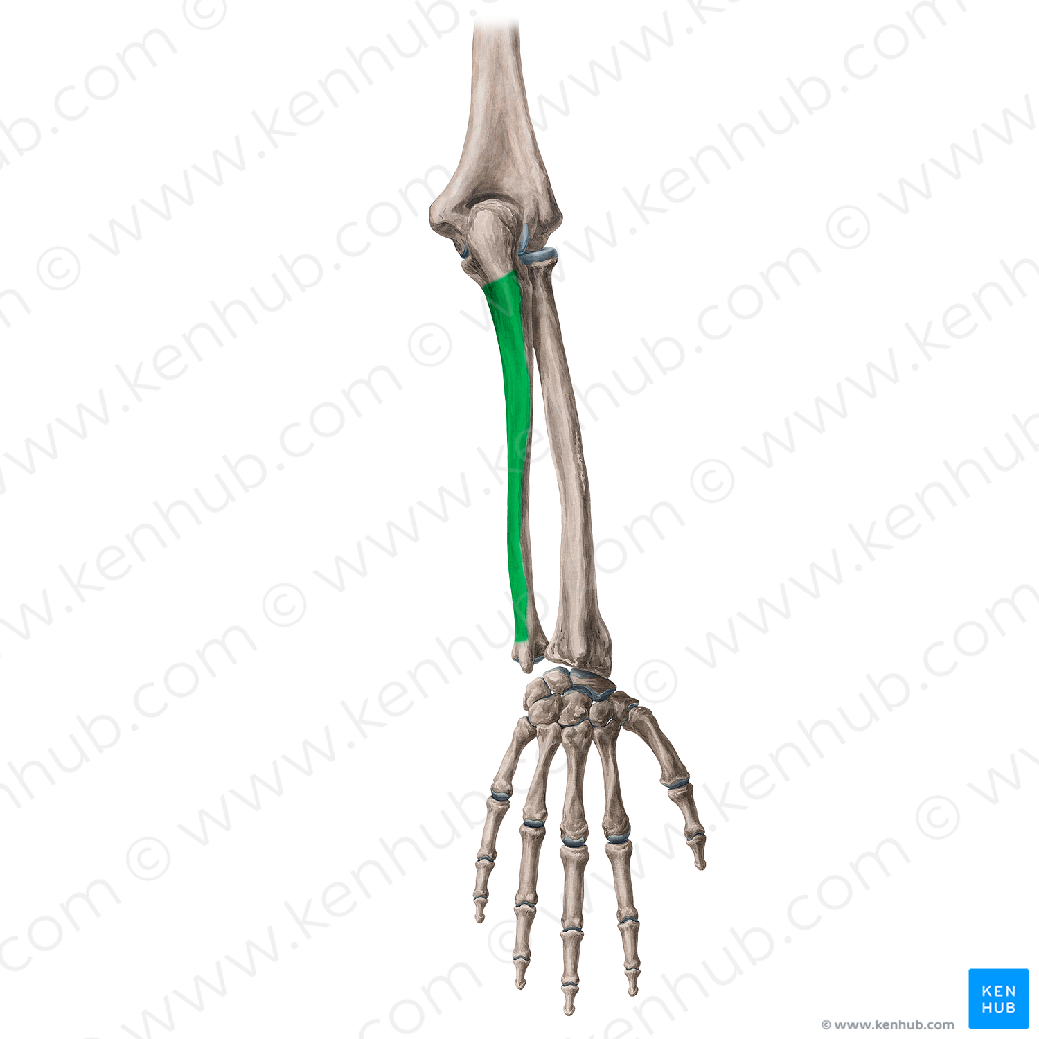 Posterior surface of ulna (#3543)